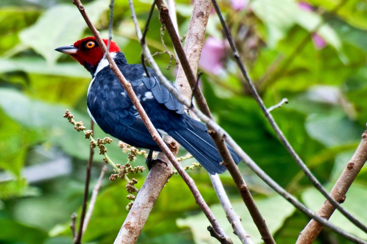 A red-capped cardinal flashes its crimson crown among the riverside greenery. Red-capped cardinal perched on a branch with lush green foliage behind in the Amazon