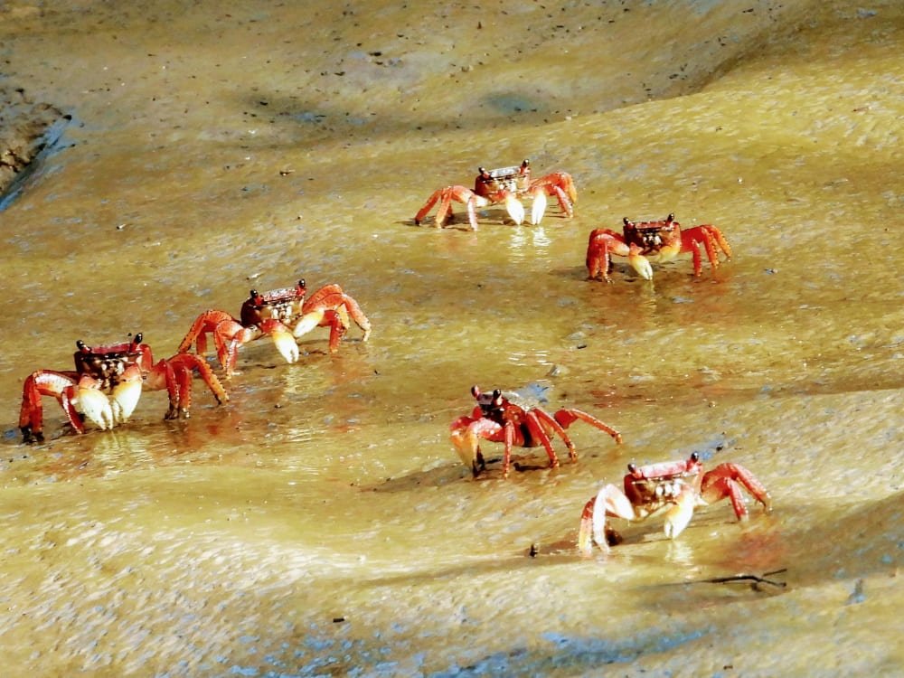 Dozens of scarlet claws catch the light on the exposed mudflat. Photo 5