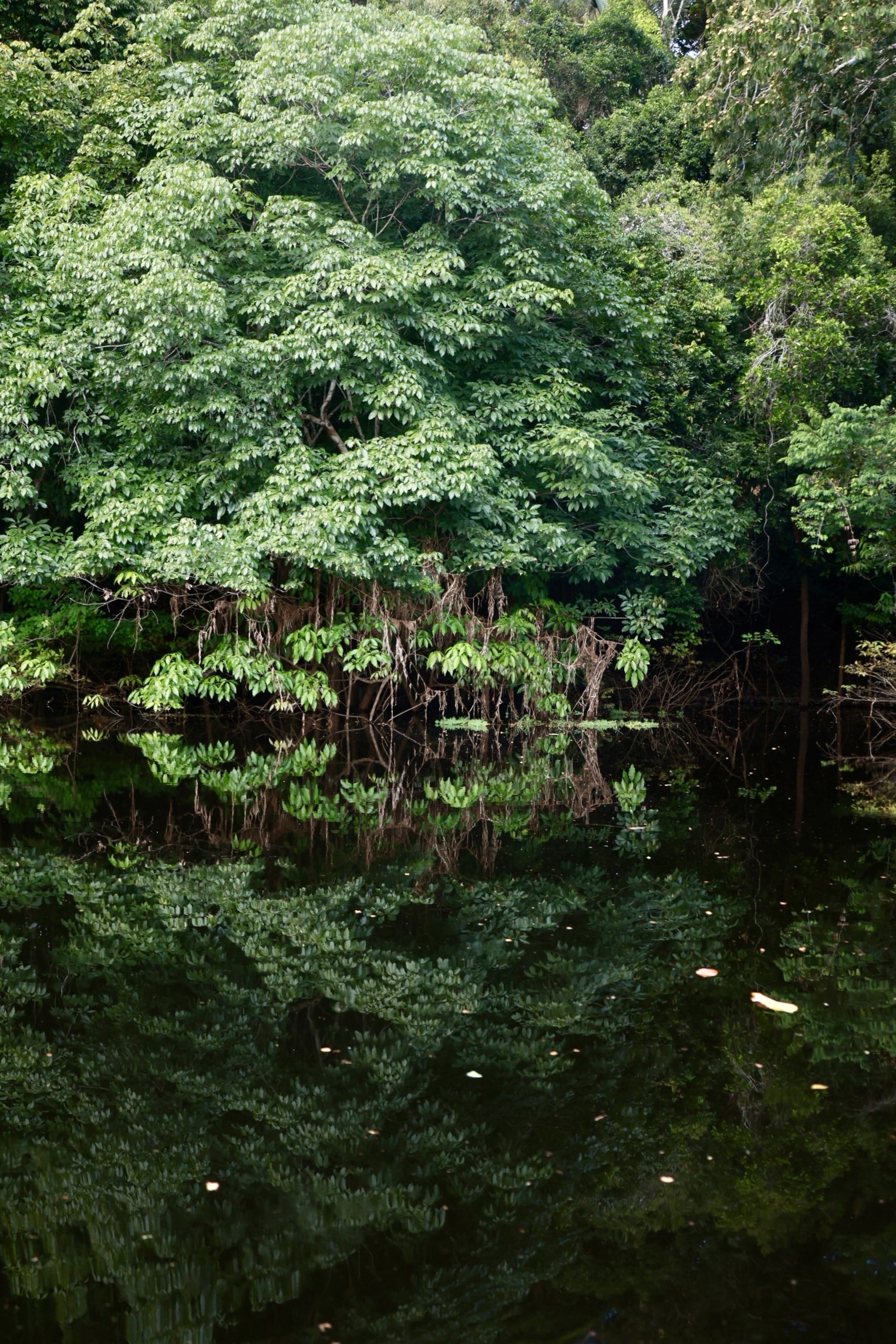Lush green rainforest reflected in the still dark water along an Amazon riverbank