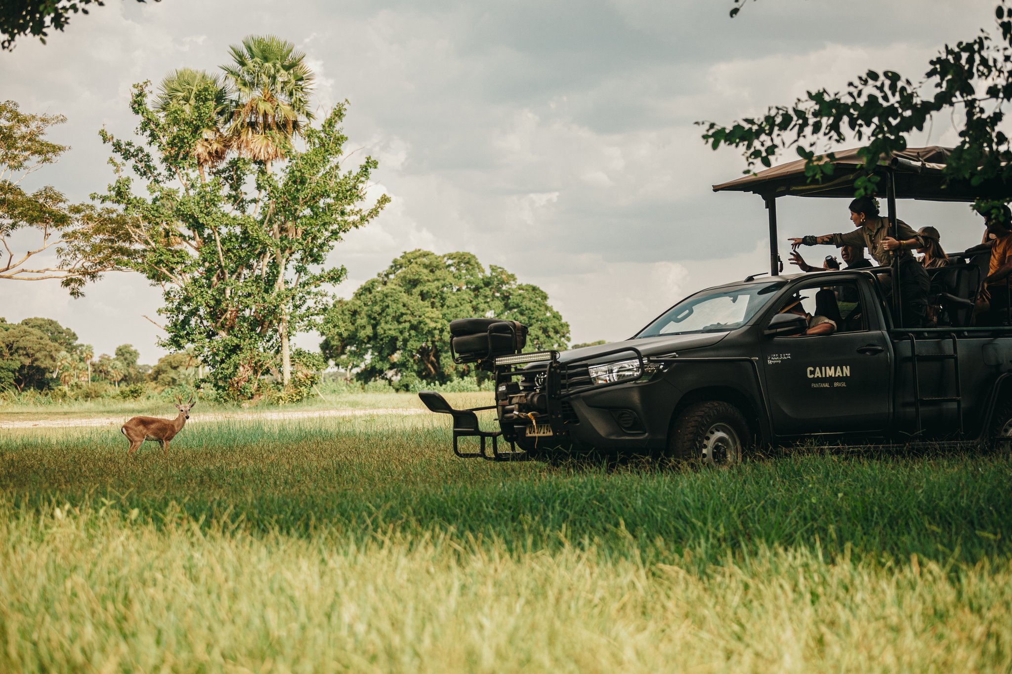 A safari vehicle and guests watch a marsh deer in green wetland on guided wildlife tours in Brazil