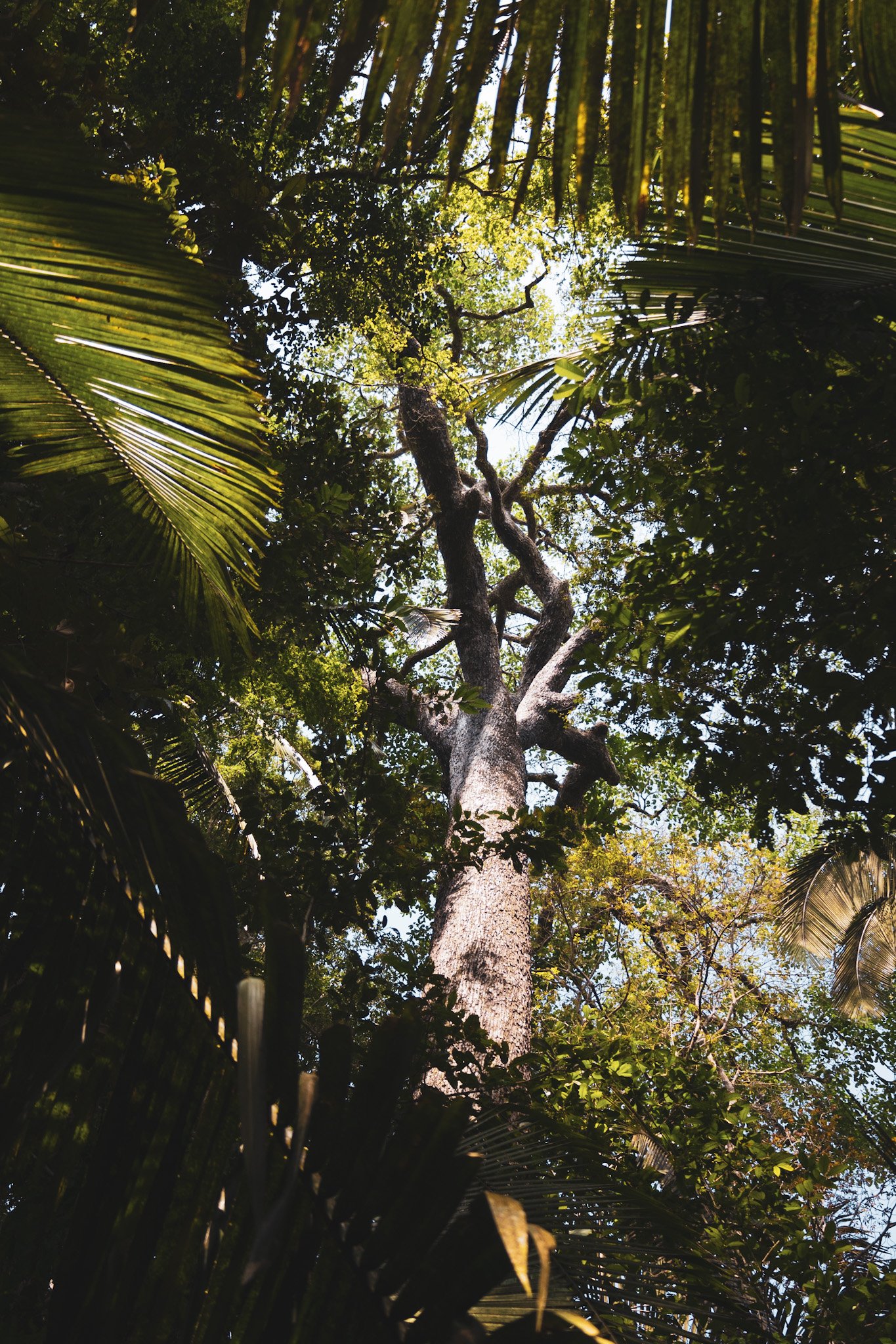 Crane your neck and the canopy seems to vanish into the green ceiling above. Looking up the trunk of a tall rainforest tree through the palm canopy in the Amazon