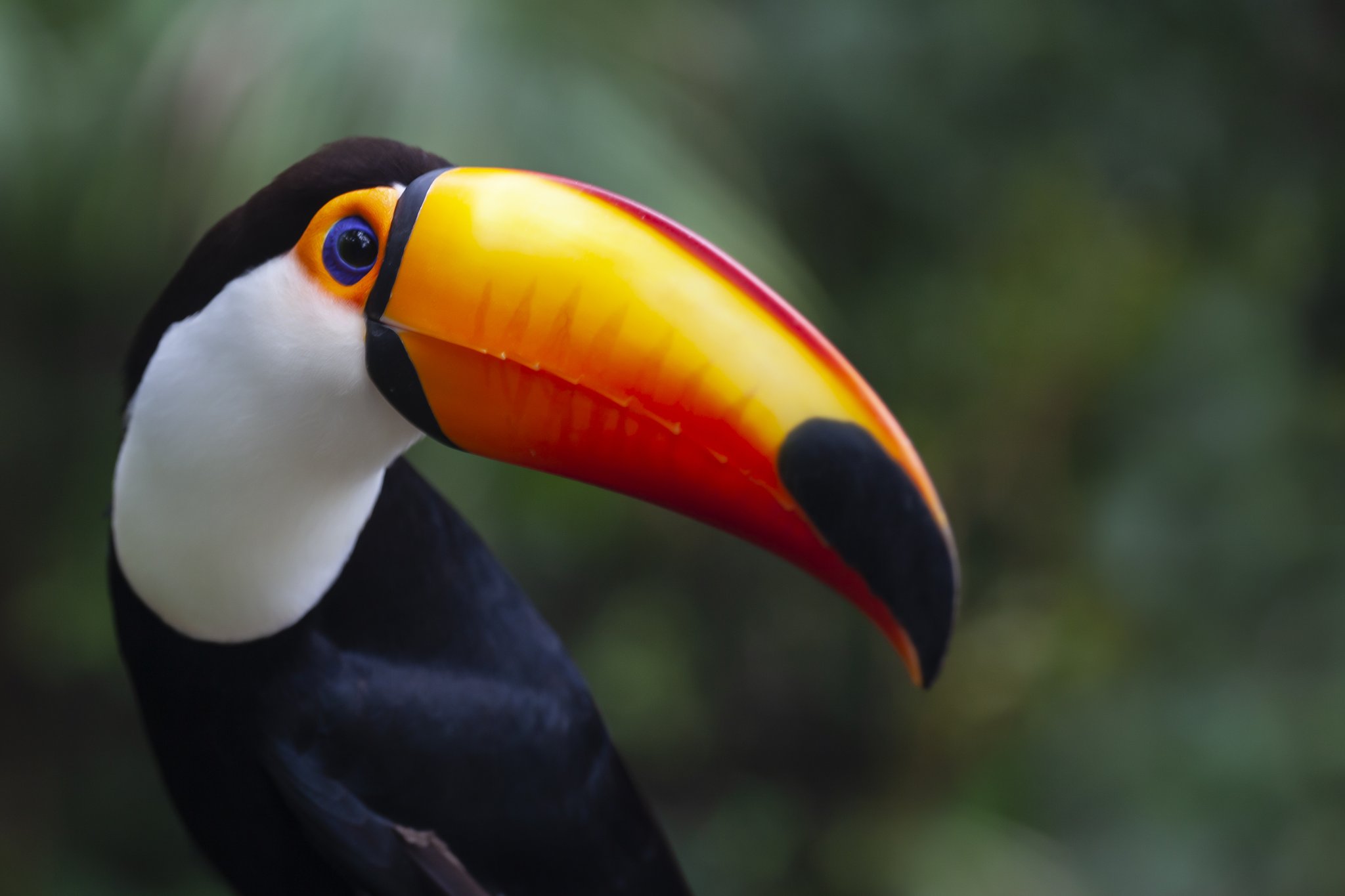 Close-up de um tucano-toco com bico vibrante em tons de laranja e vermelho no Pantanal Norte, destacando-se contra a vegetação desfocada ao fundo