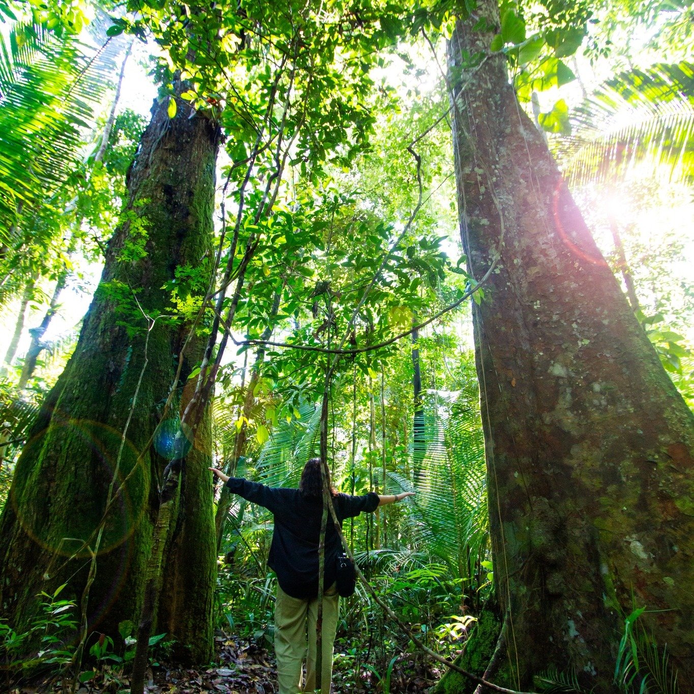 Traveler standing with arms outstretched between two giant rainforest trees in the sunlit Amazon
