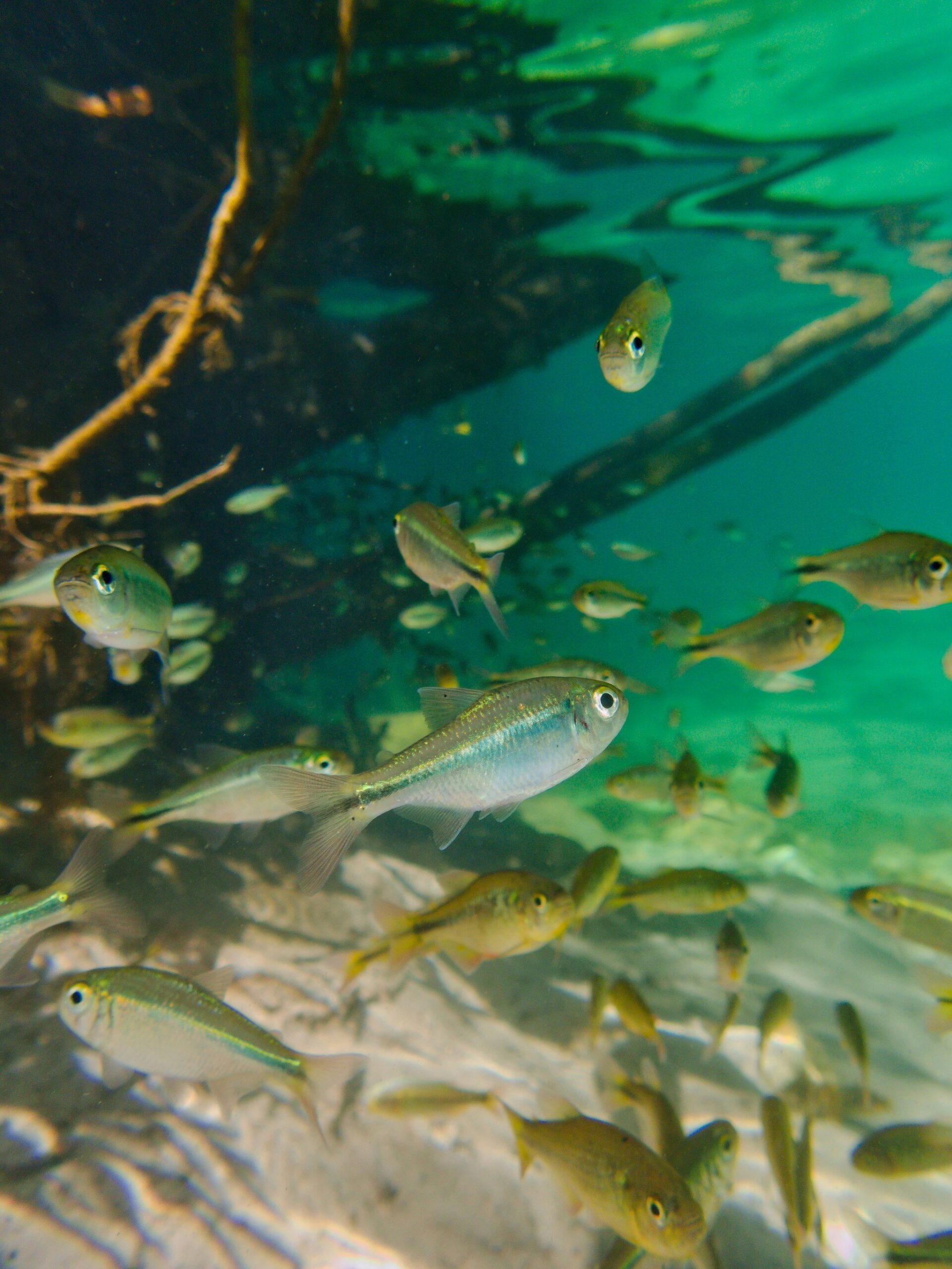 A school of small silver and golden fish swimming in crystal-clear turquoise water among submerged roots and sandy riverbed, typical of the waterways encountered on trekking Chapada dos Veadeiros
