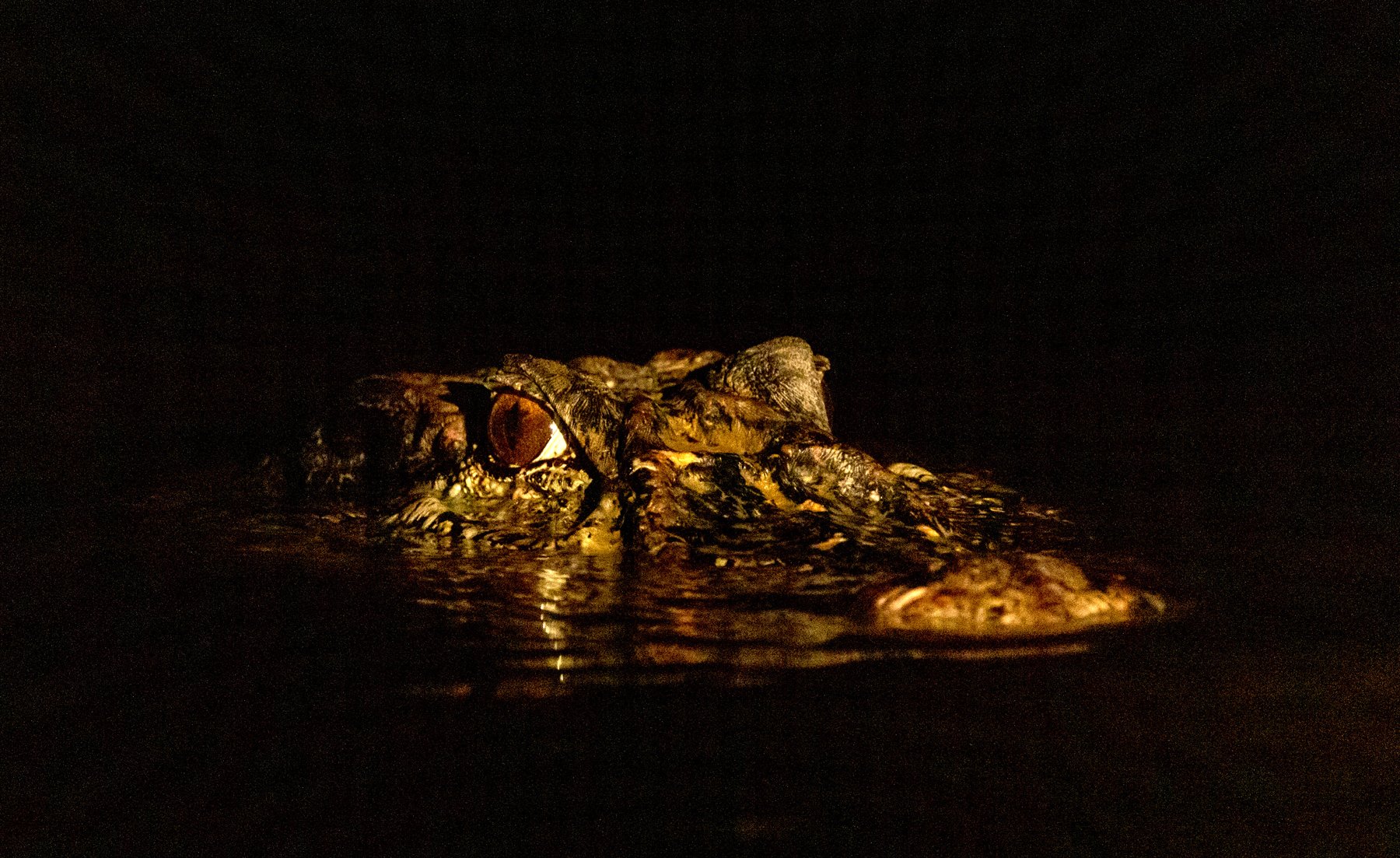 Still, watchful, ancient — a caiman owns the dark water. Photo: Daniel Forster A caiman's armored head and glowing amber eye caught in torchlight at the waterline during a tucano amazon river cruise night excursion