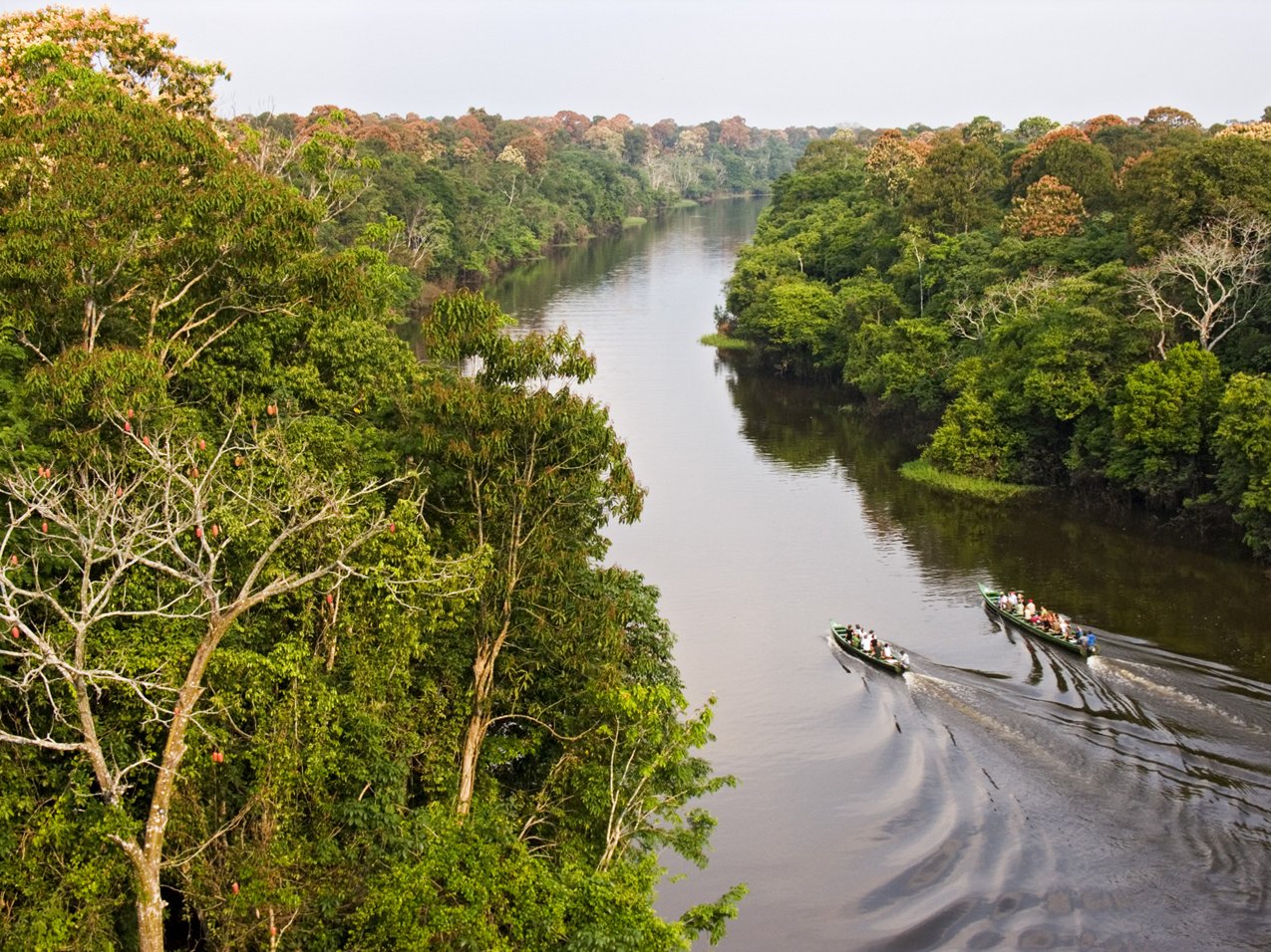Two canoes, one river, a cathedral of green closing in on both sides. Photo: Leonide Principe Aerial view of two small motorized canoes carrying passengers along a wide dark-water river channel flanked by dense tropical rainforest canopy on the tucano amazon river cruise