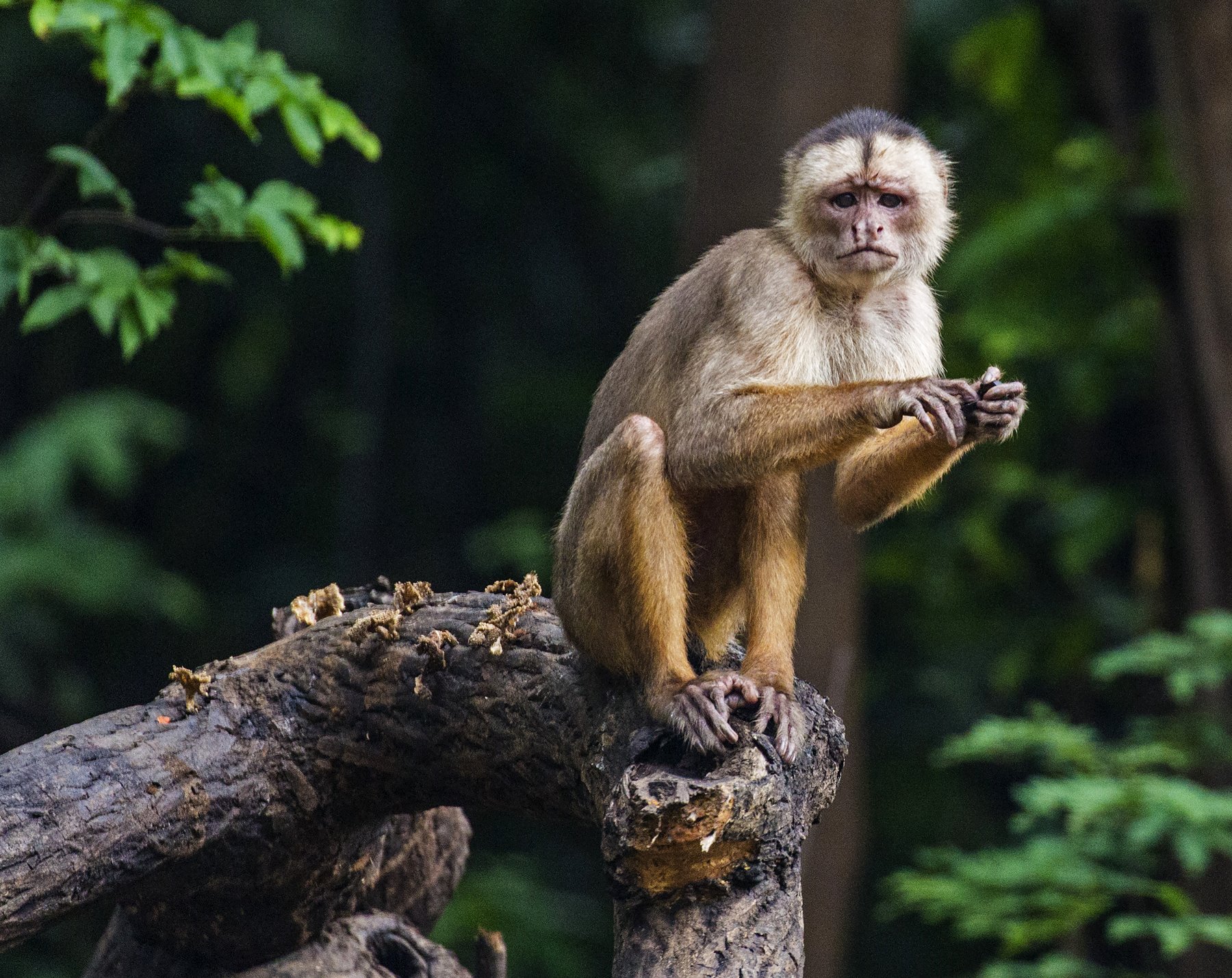 Intense, curious, completely unbothered — a capuchin monkey holds its ground. Photo: Daniel Forster A white-faced capuchin monkey perched on a moss-covered fallen log, staring directly at the camera against a dark green forest backdrop on the tucano amazon river cruise