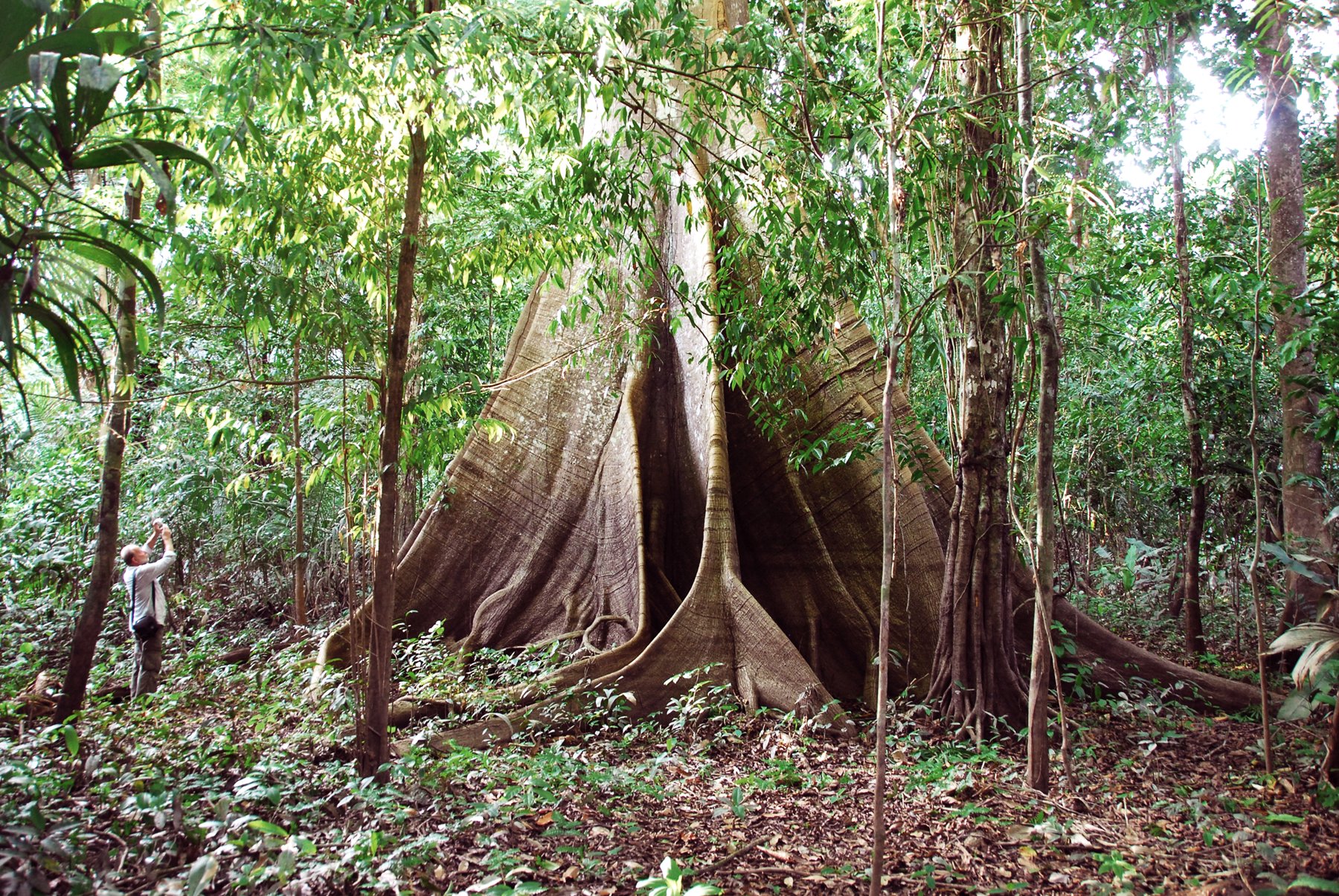 Buttress roots the size of walls — the forest puts scale into perspective. A traveler photographs a massive rainforest tree with towering buttress roots during a tucano amazon river cruise jungle hike, surrounded by dense green tropical vegetation