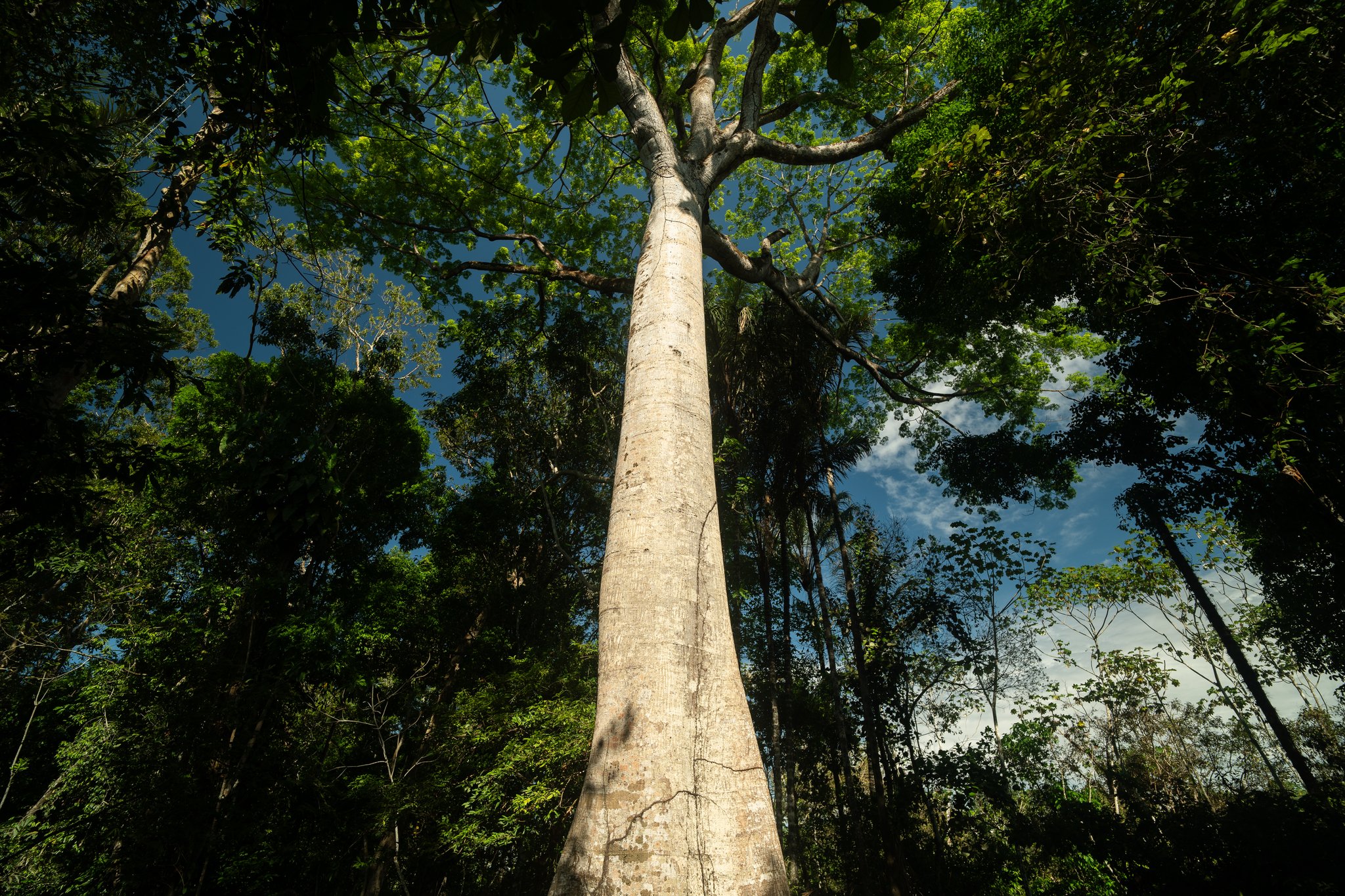 Straight up, no end in sight — the canopy closes 40 metres overhead. A worm's-eye view looking up the pale, towering trunk of a giant rainforest tree on a tucano amazon river cruise forest hike, with a dense green canopy framing a deep blue sky