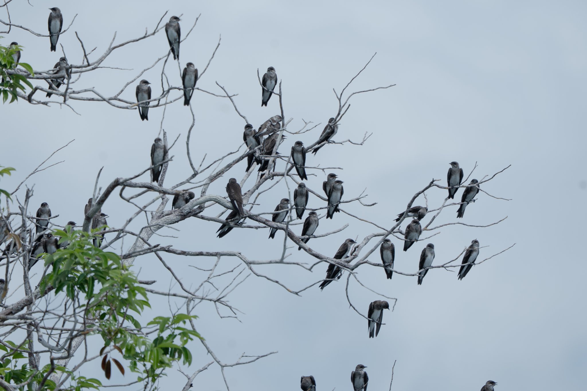 Dozens of swallows claim every branch — the Amazon rarely goes quiet. A large flock of dark-backed, pale-bellied swallows perched across the bare branches of a leafless tree against an overcast sky, seen during a tucano amazon river cruise wildlife excursion