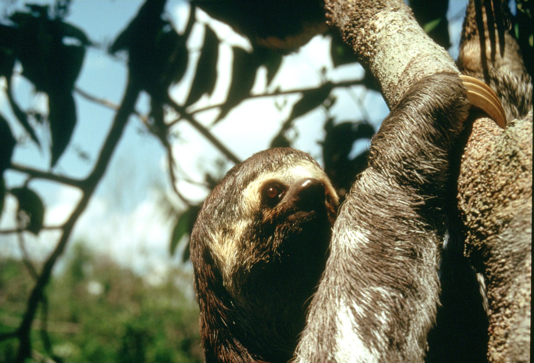 Unhurried and unbothered — sloths move on their own schedule. A three-toed sloth clinging to a tree trunk and gazing at the camera on a tucano amazon river cruise wildlife excursion