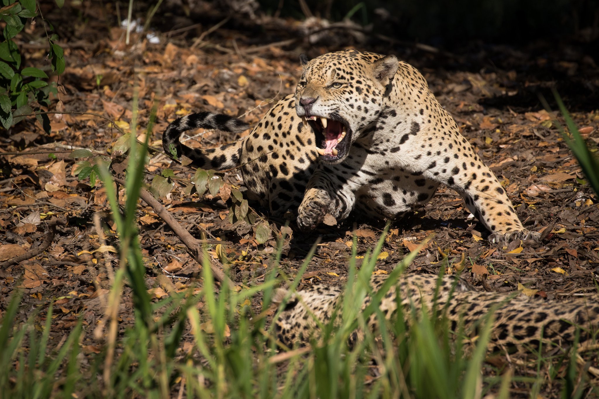 Two jaguars interact at close range, one snarling, on a Brazil safari in the Pantanal