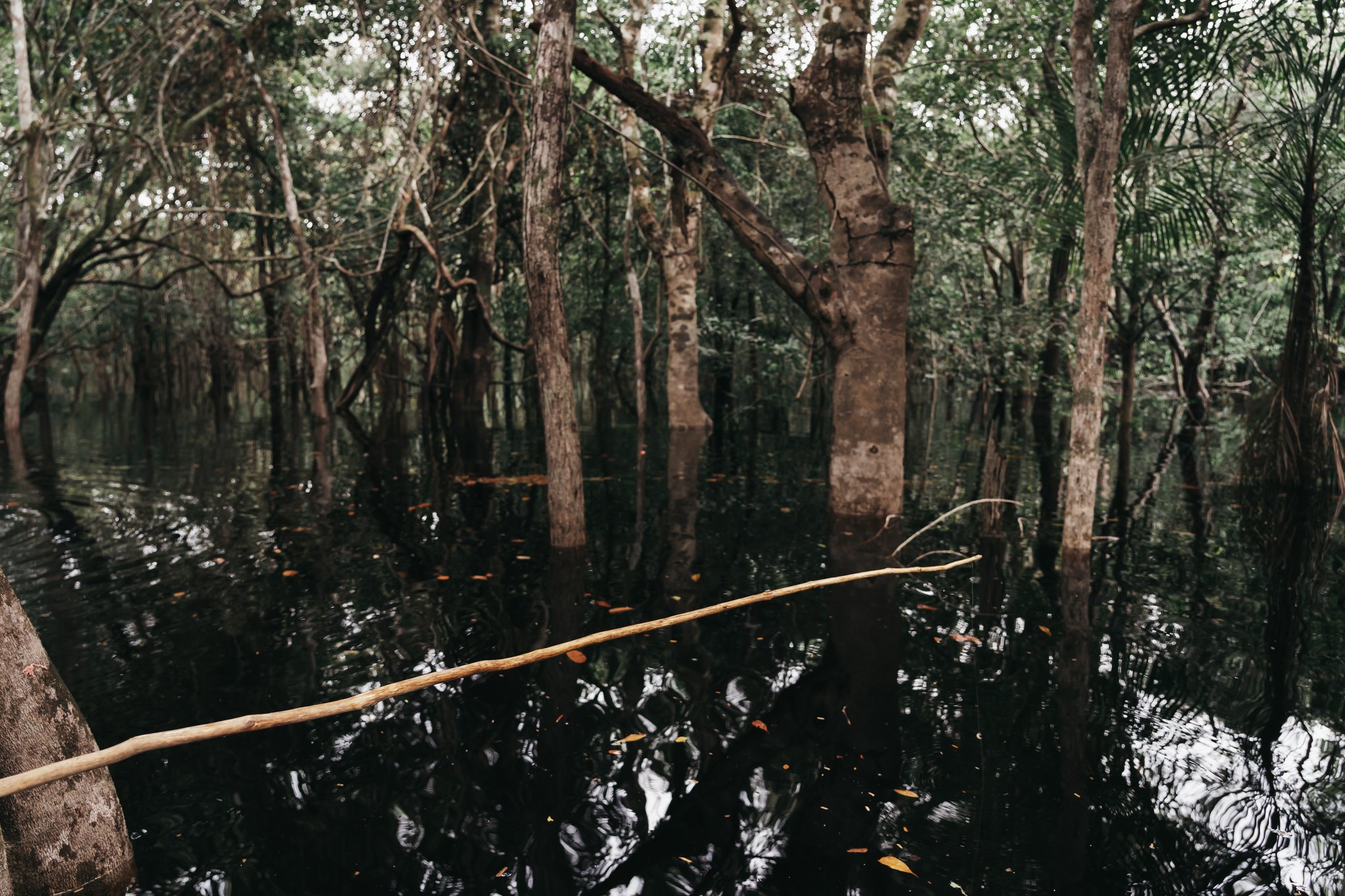 Dark tannin-stained water flooding the base of tall trees in an igapó forest, seen from a canoe on an untamed Amazon cruise