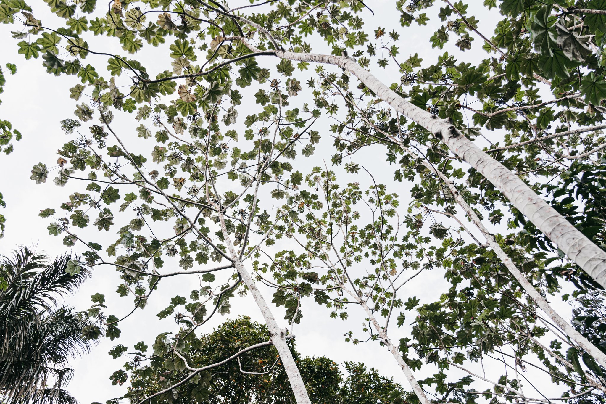 Upward view through tall white-barked trees with lobed green leaves forming a dappled canopy on an untamed amazon cruise excursion