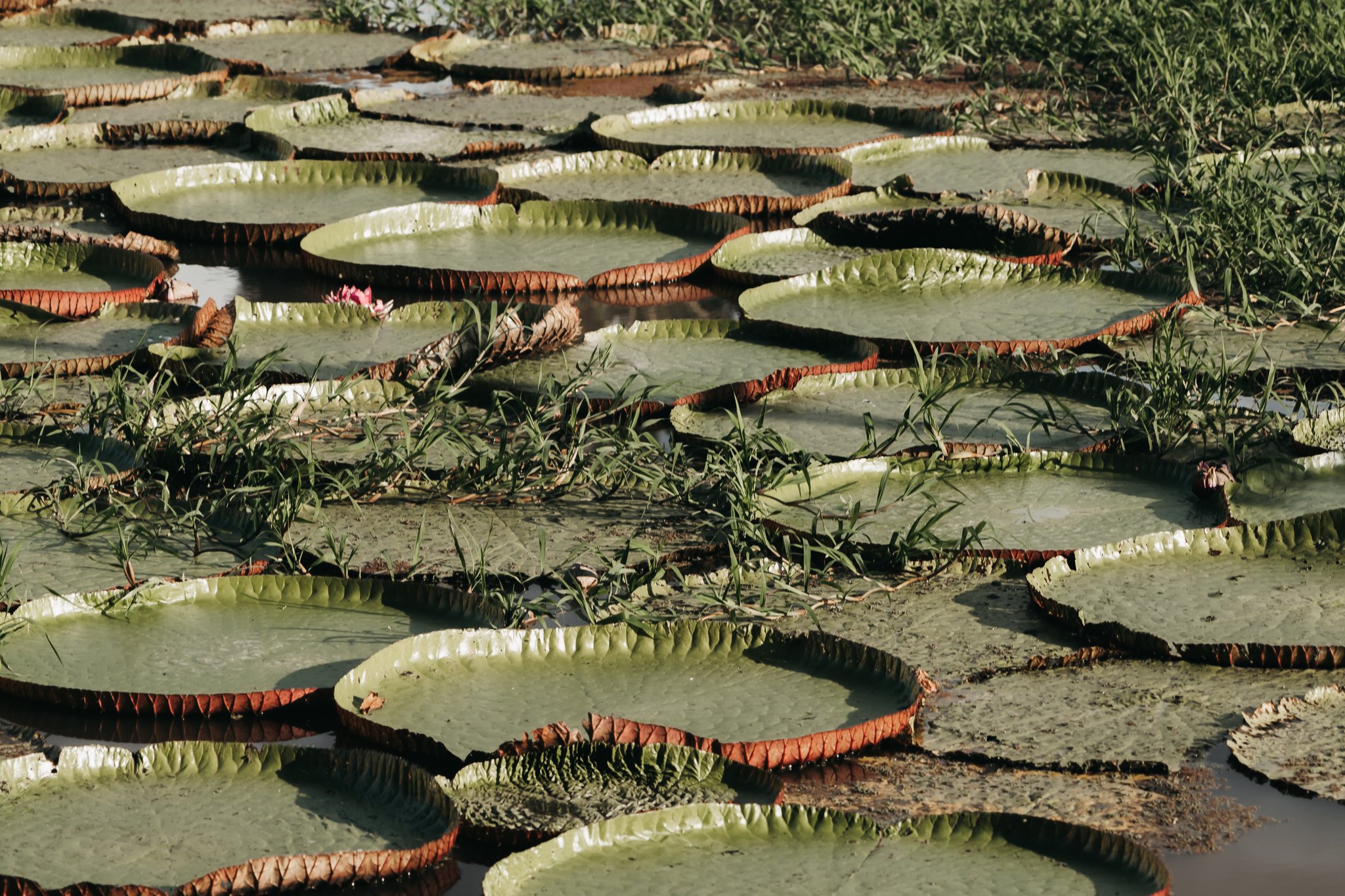 Dozens of giant circular water lily pads with rust-red rimmed edges carpeting a shallow waterway on an untamed Amazon cruise excursion, with small pink blooms visible among the greenery