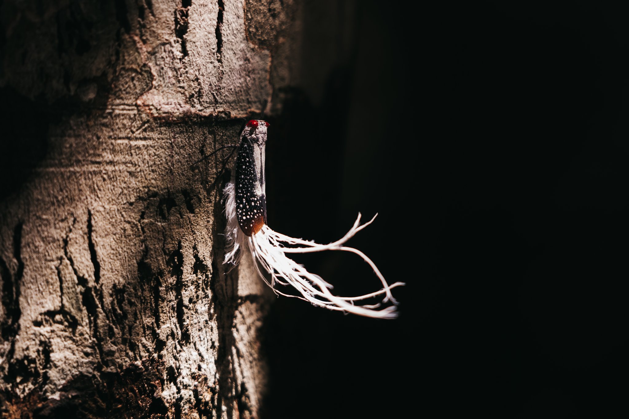 A spotted planthopper insect with red eyes and long white waxy filaments clings to rough tree bark on an untamed amazon cruise wildlife excursion