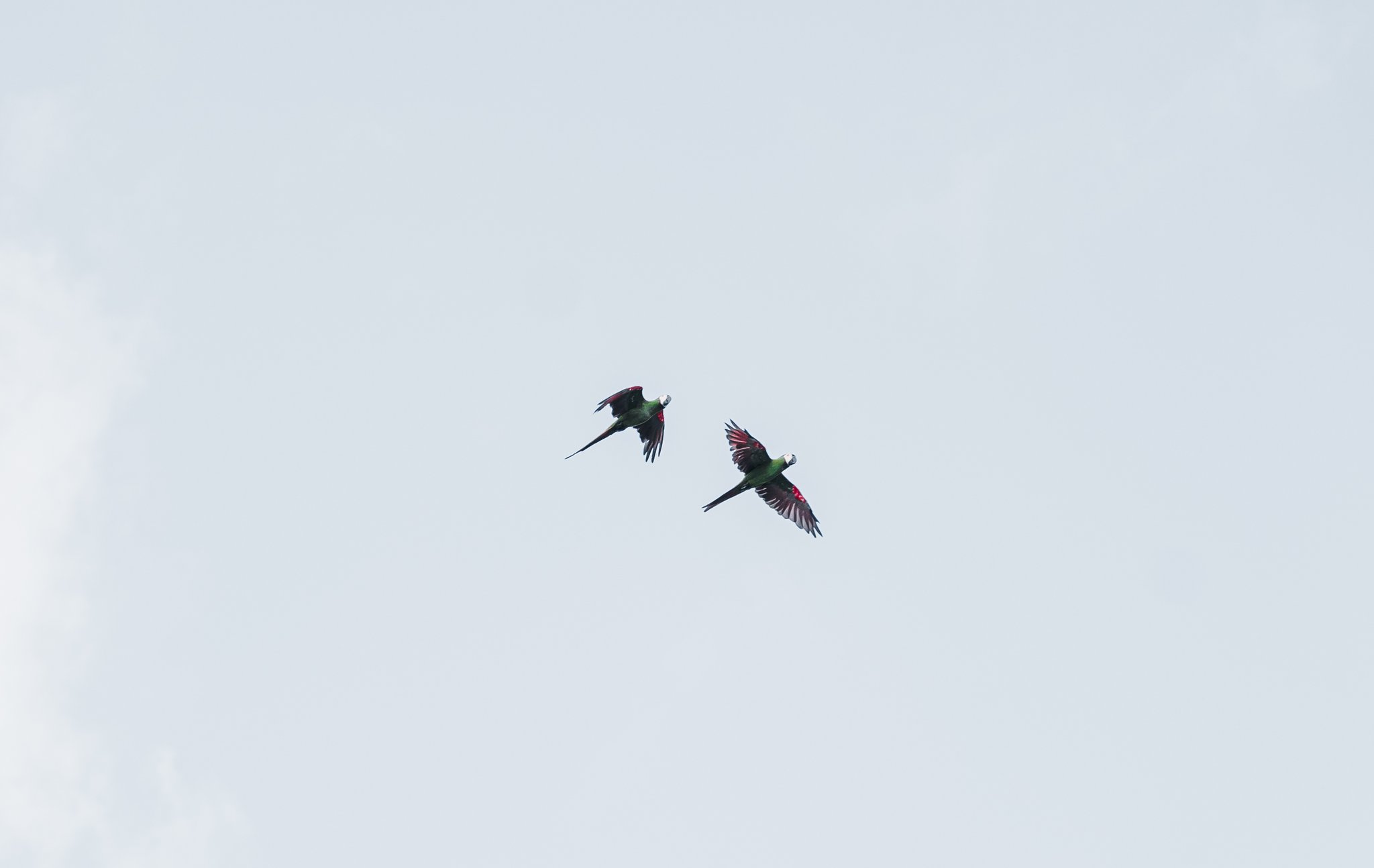 Two green and red parrots flying side by side against an overcast sky on an untamed amazon cruise birdwatching excursion