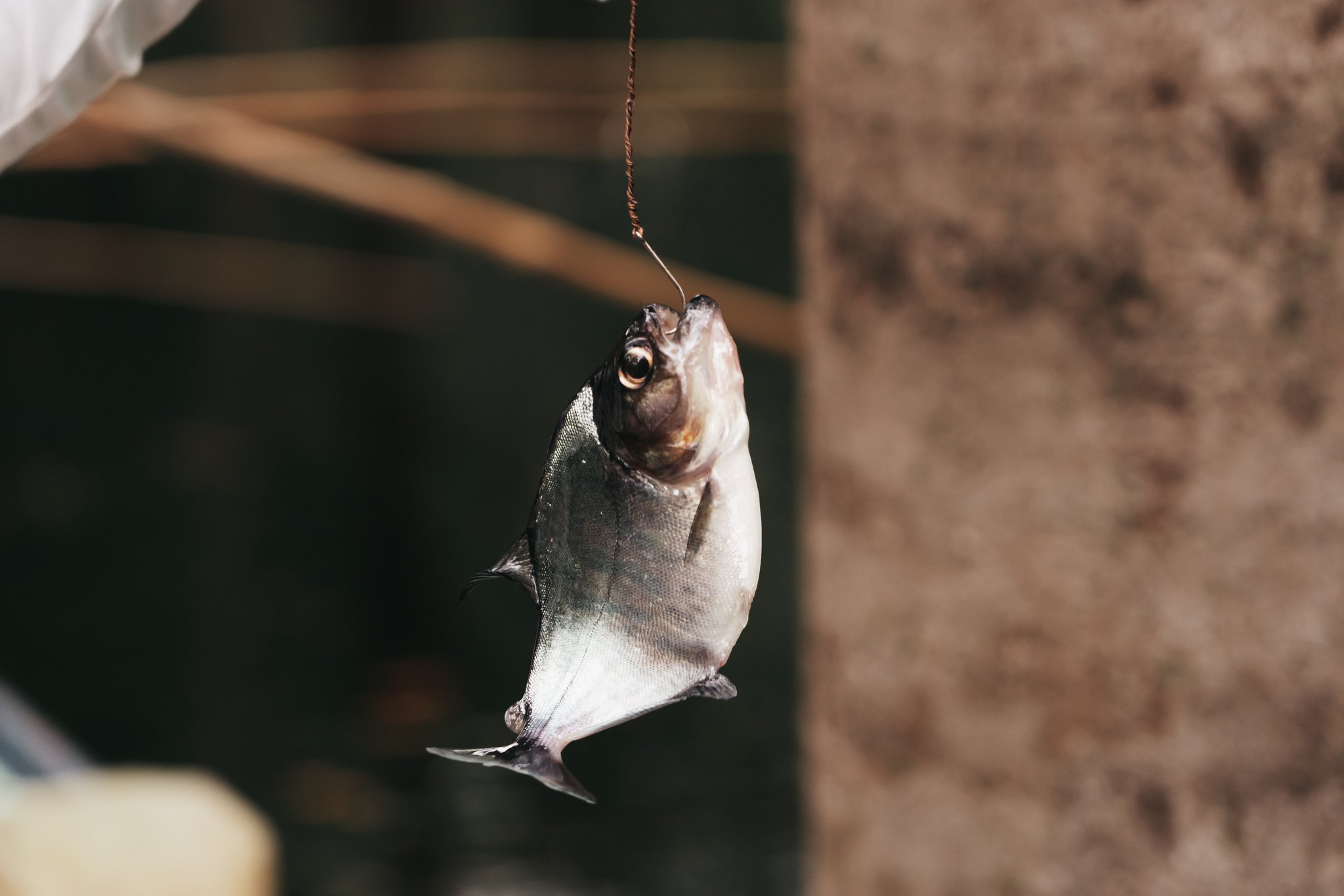 A freshly caught small fish hanging from a hook and line during an untamed amazon cruise fishing excursion