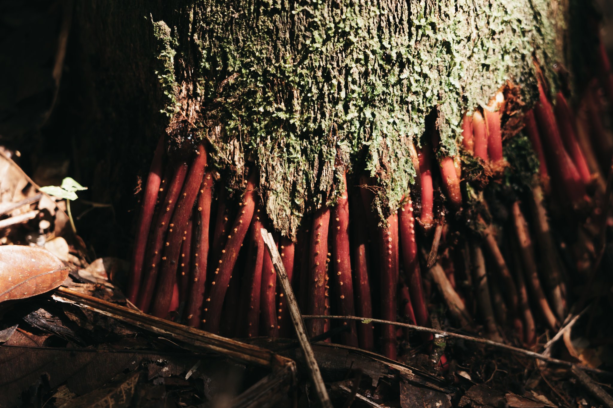 Dense cluster of vivid crimson plant shoots emerging from the base of a moss-covered tree trunk on the untamed amazon cruise forest floor, each stem dotted with small golden nodes
