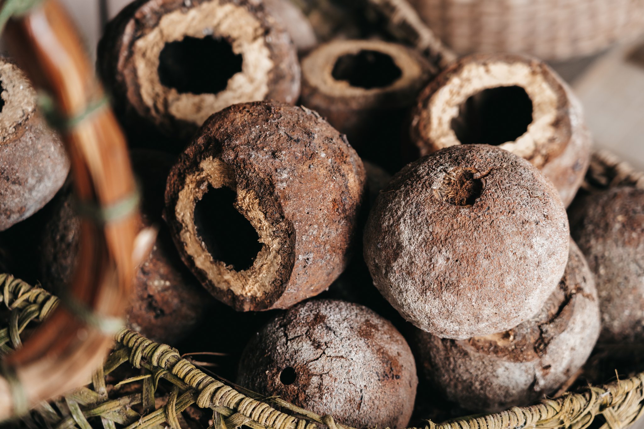 Dried hollow seed pods piled in a woven basket, displayed at the Seringal Museum on an untamed Amazon cruise
