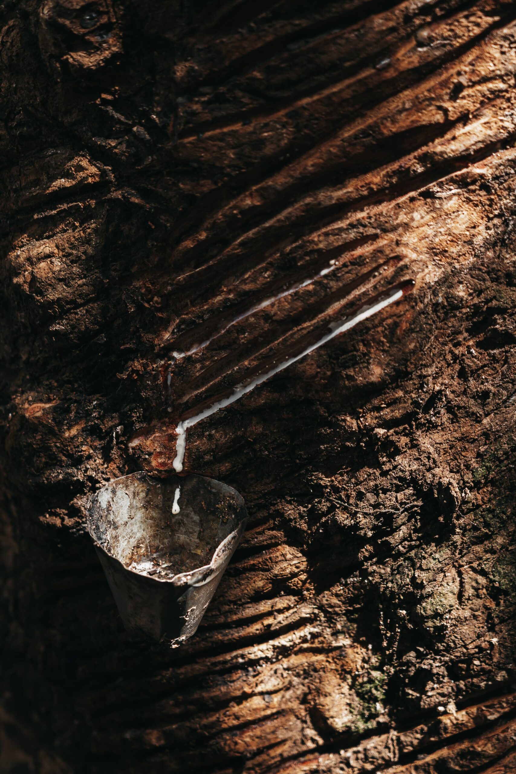 White latex dripping from a scored rubber tree trunk into a small metal collection cup, a traditional tapping technique seen near the Seringal Museum on an untamed amazon cruise