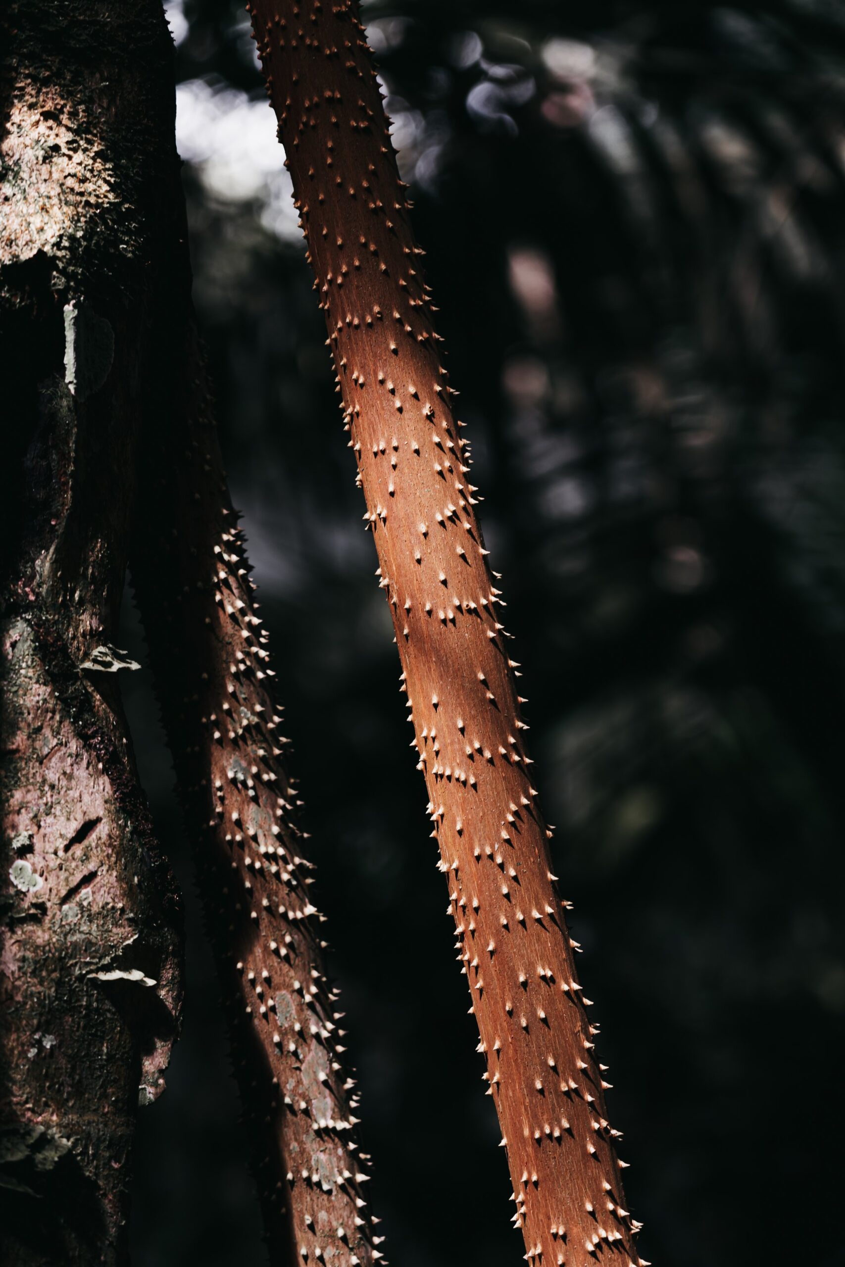 Close-up of a reddish-brown spiny plant stem covered in sharp pale thorns, set against a dark blurred forest backdrop on an untamed amazon cruise excursion