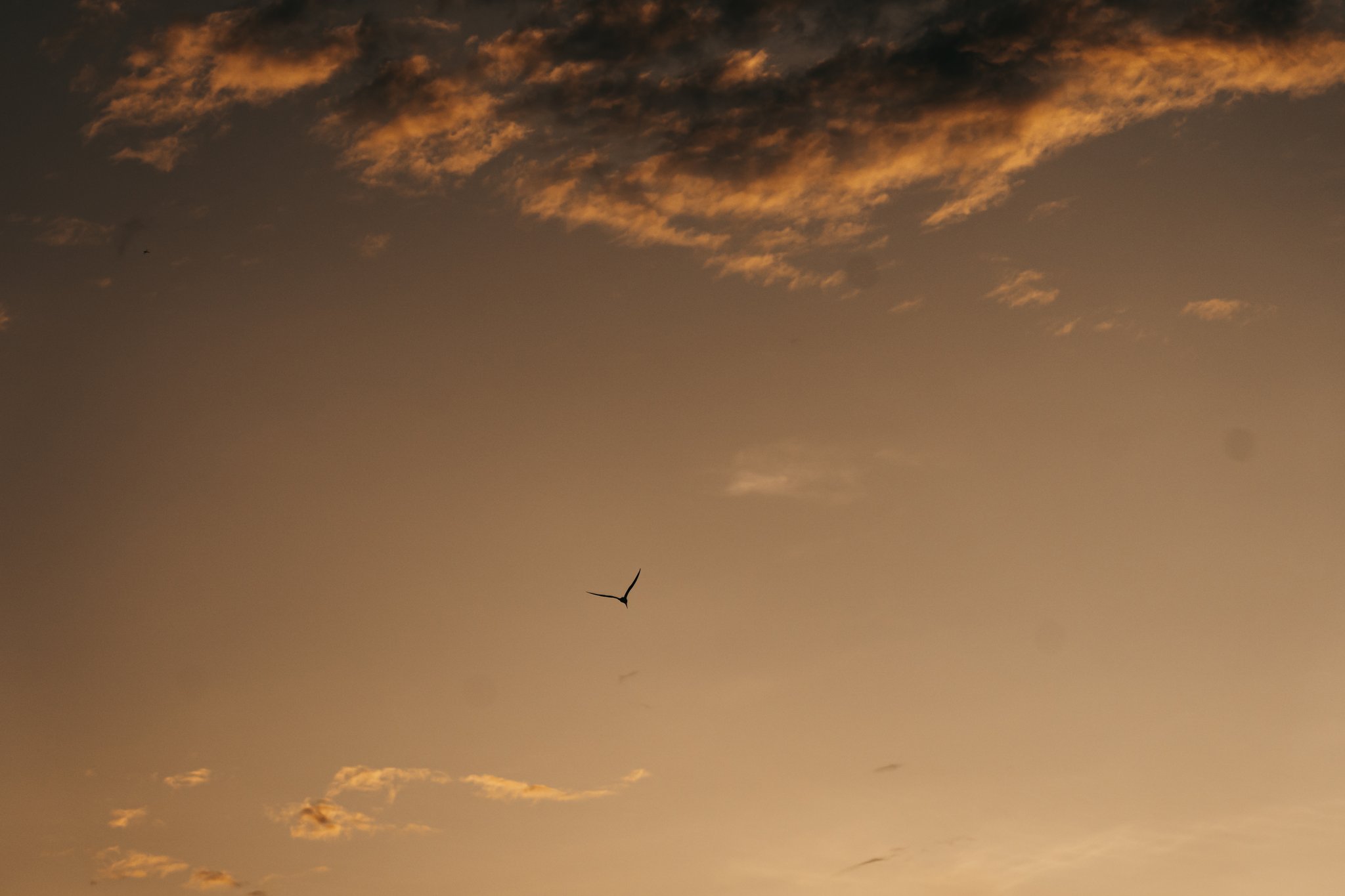 A lone bird silhouetted against a warm amber sunset sky during the untamed amazon cruise, drifting through gold-edged clouds