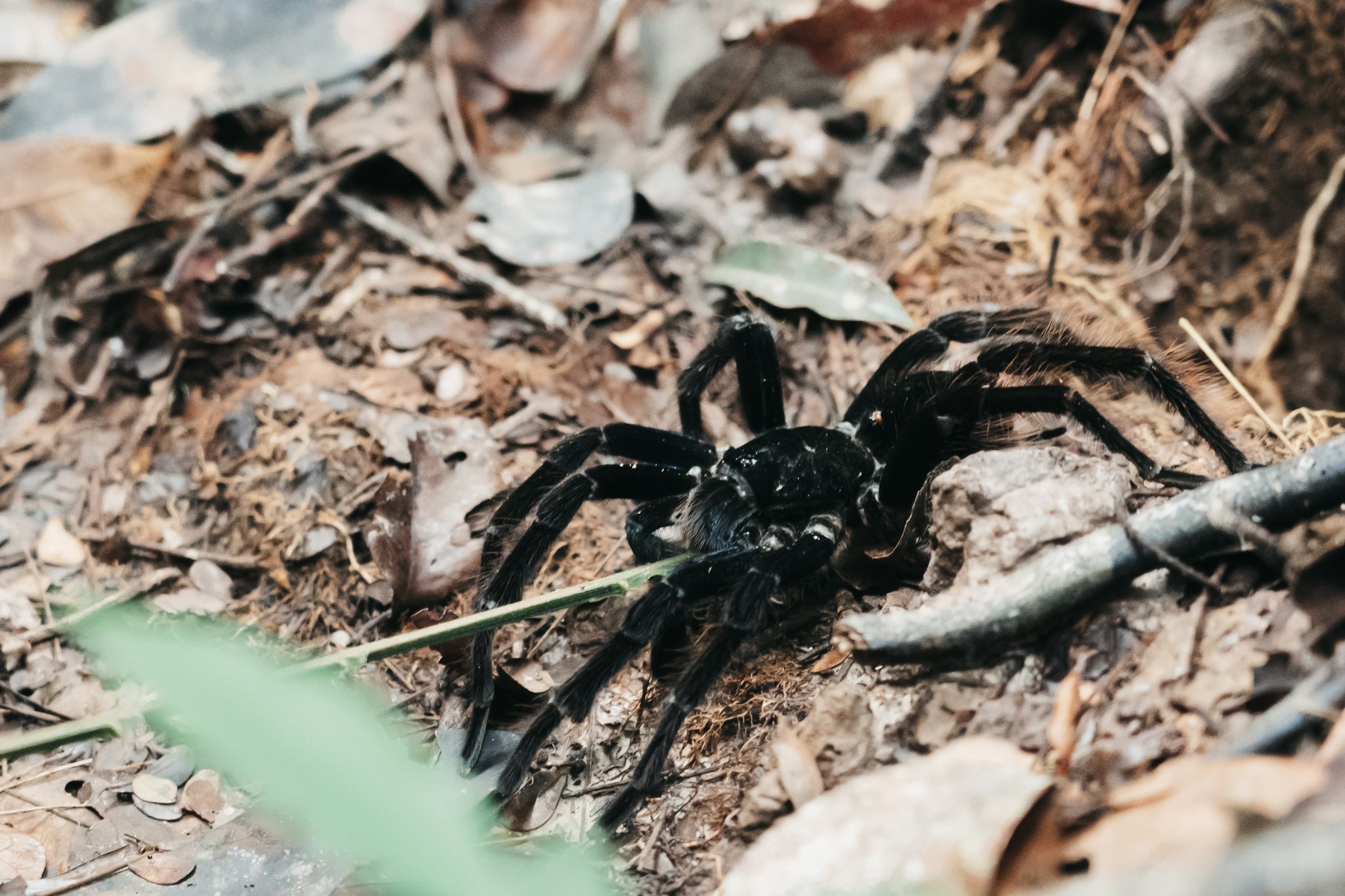 A large black tarantula with hairy legs rests on dry leaf litter and bare soil during an untamed amazon cruise wildlife encounter