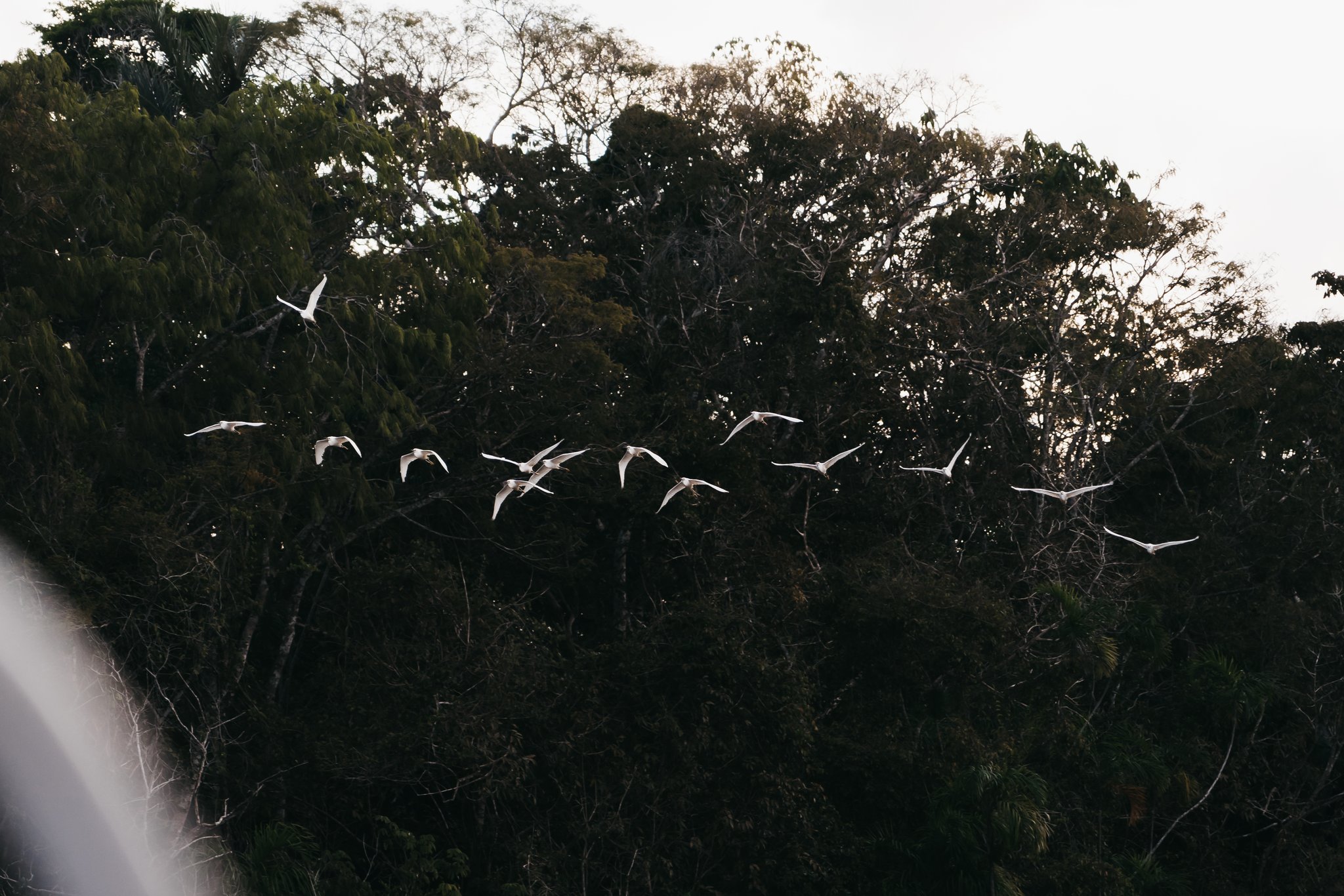 A flock of white egrets in flight above dense tropical forest canopy on an untamed amazon cruise excursion
