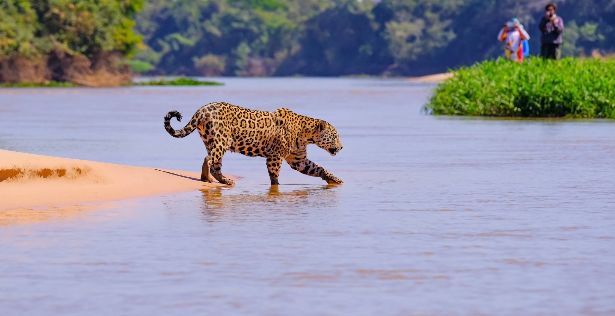 Pantanal Jaguar Photography Tour: 6-Day Wildlife Safari
