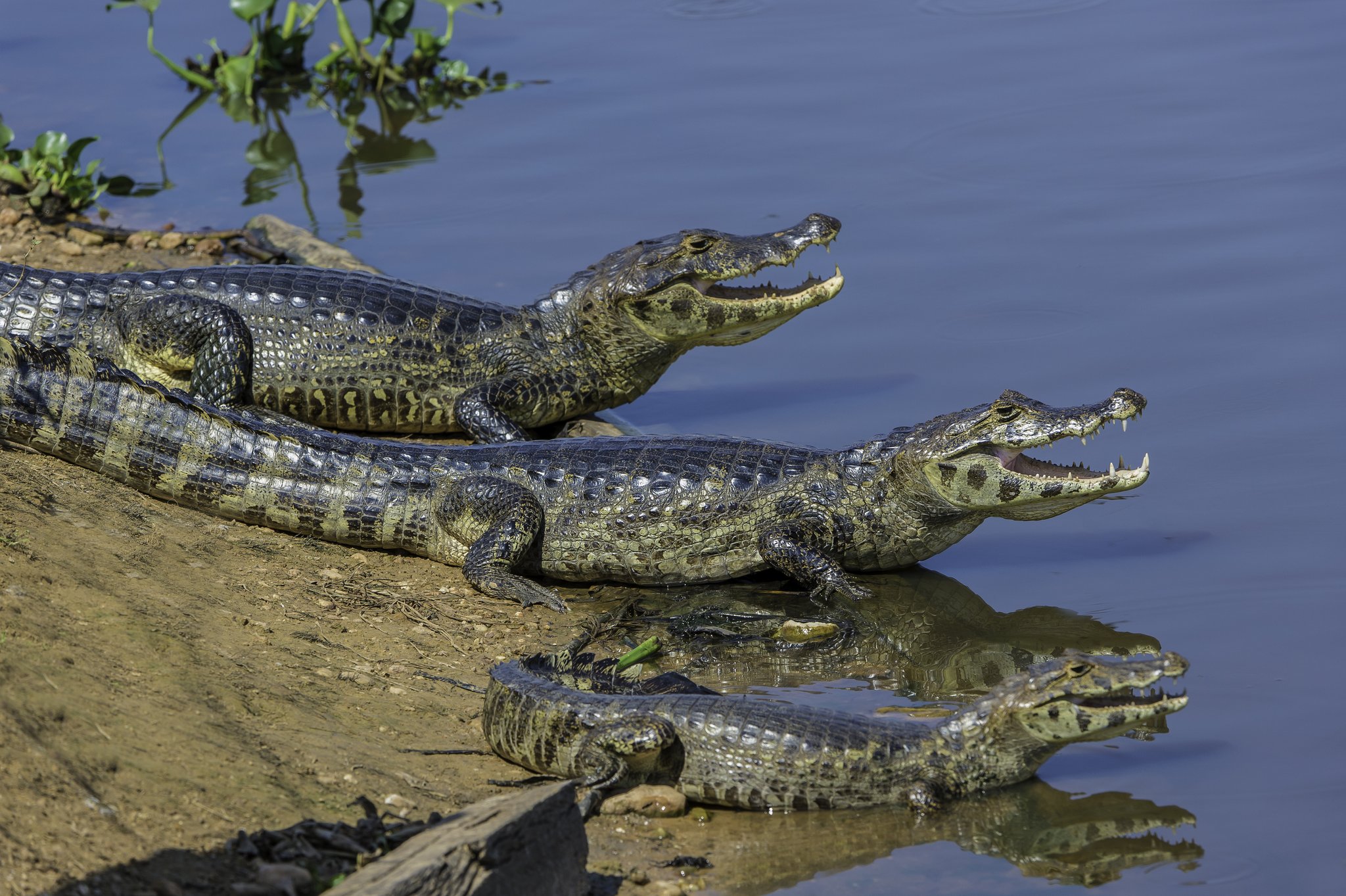 Dois jacarés-do-pantanal de boca aberta tomando sol em uma margem de rio no Pantanal Norte, com reflexos visíveis na água calma