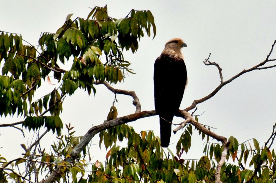 Yellow-headed caracara perched on a bare branch above the Amazon treetops
