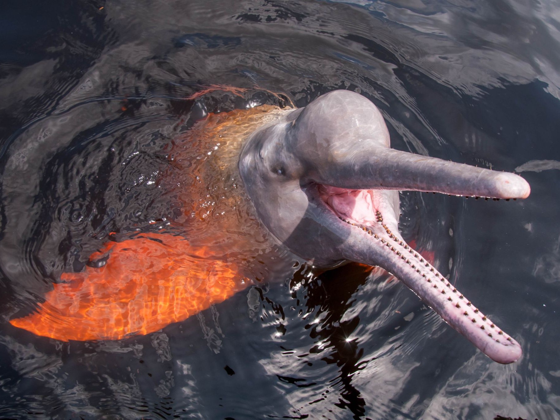 10 datos fascinantes sobre el delfín rosado del Amazonas